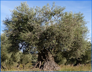 olijfboom olvena artasona spaanse pyreneeën